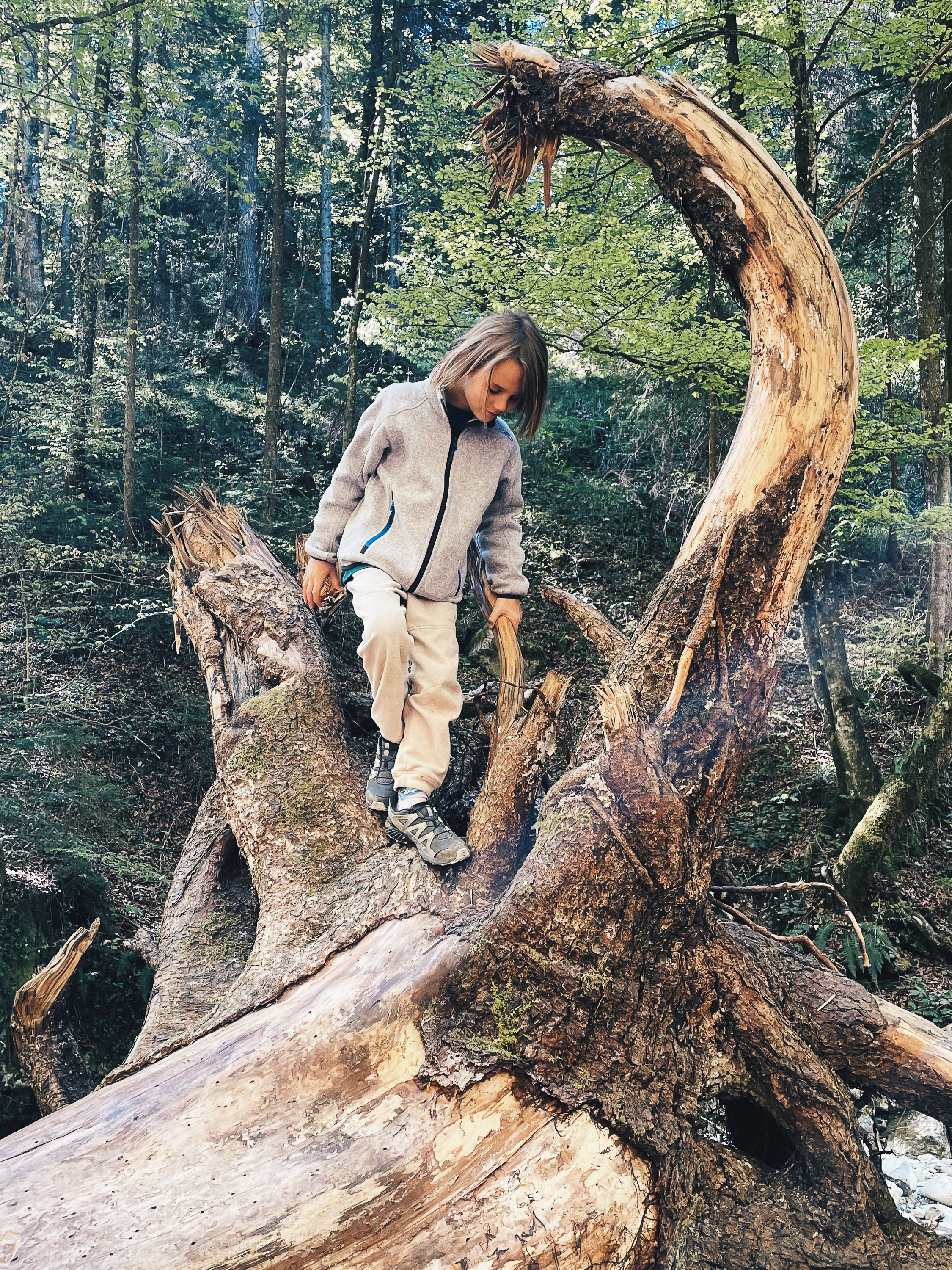 Kind beim Klettern auf einer großen Baumwurzel auf dem Weg zur Feldlahnalm