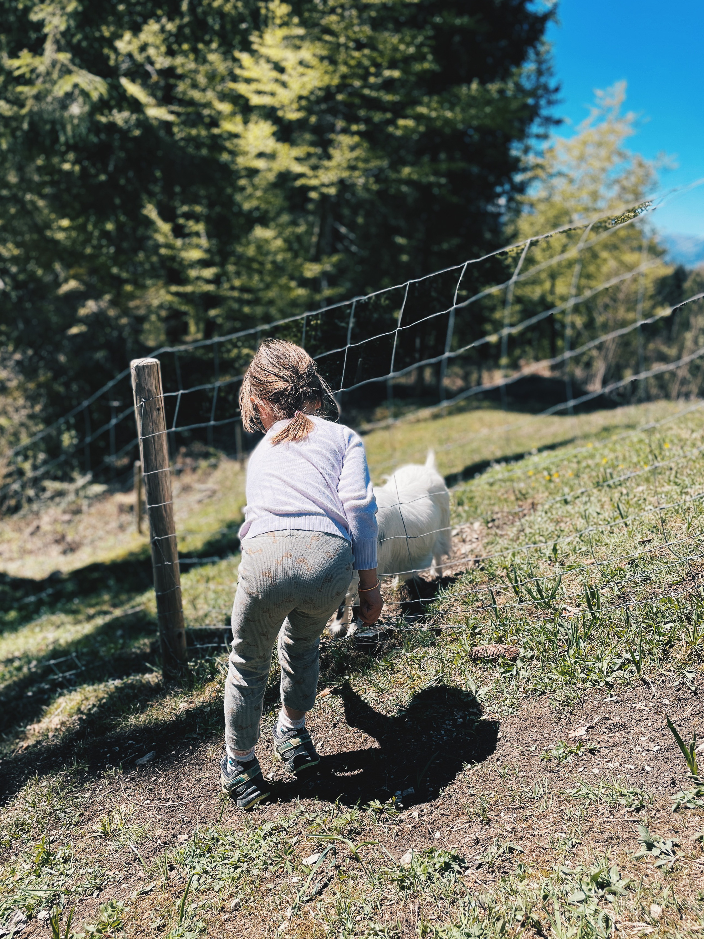 Kind beim Beobachten und Fuettern einer Ziege auf der Weide bei der Feldlahnalm