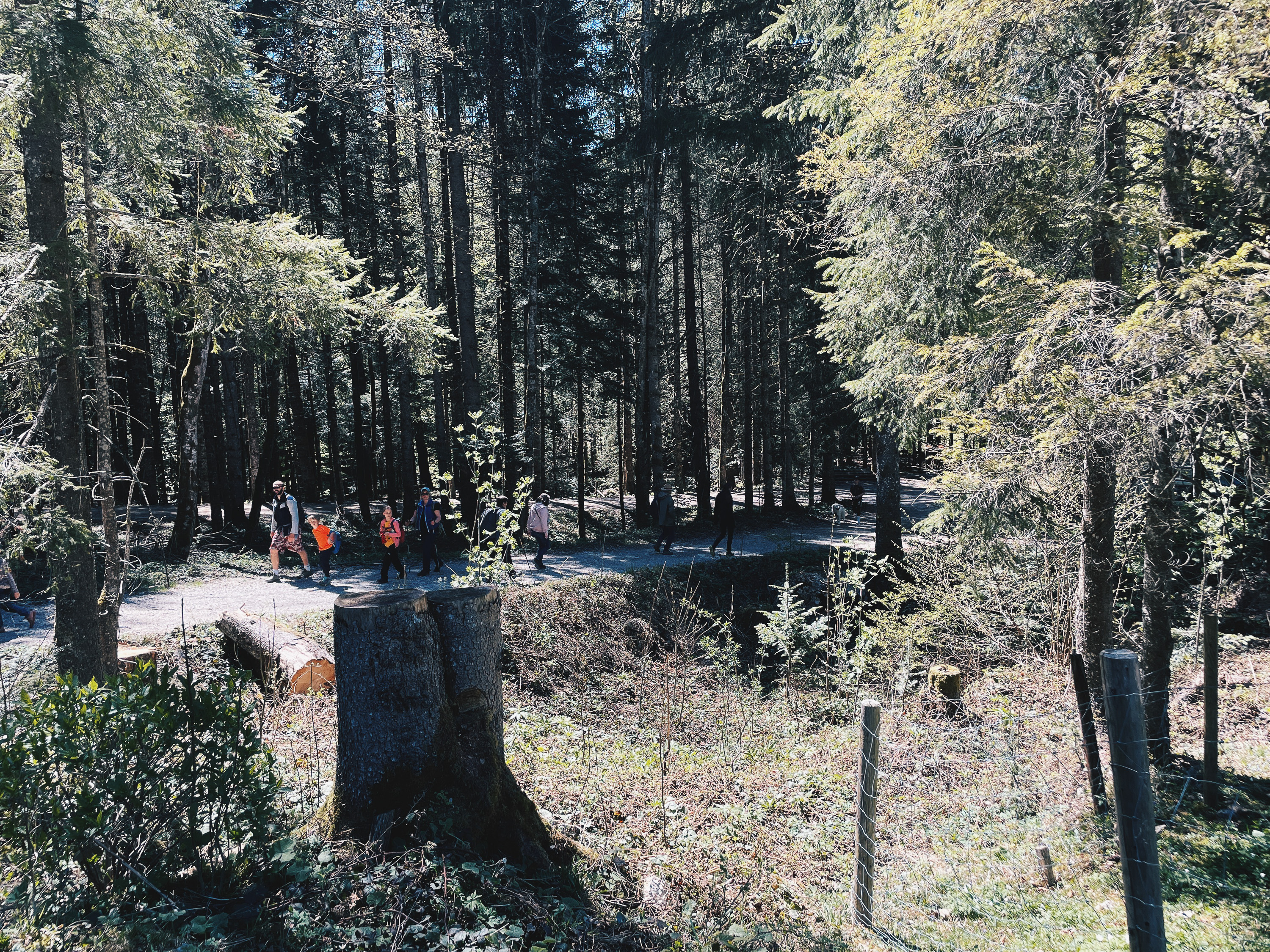 Wanderweg durch den Wald im Hammerergraben bei Oberwössen