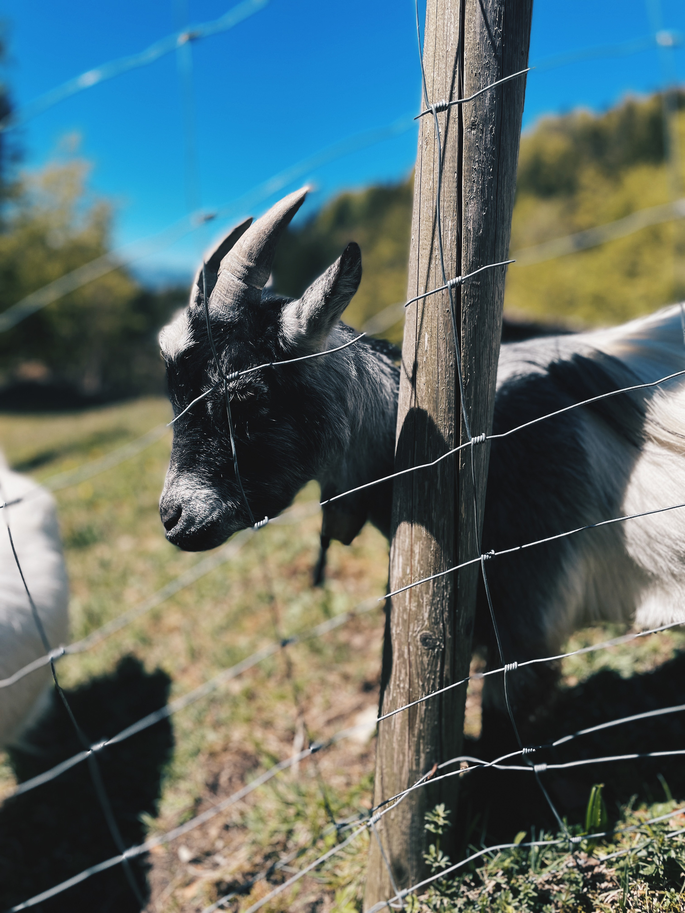 Ziege auf der Weide bei der Feldlahnalm in Oberwössen