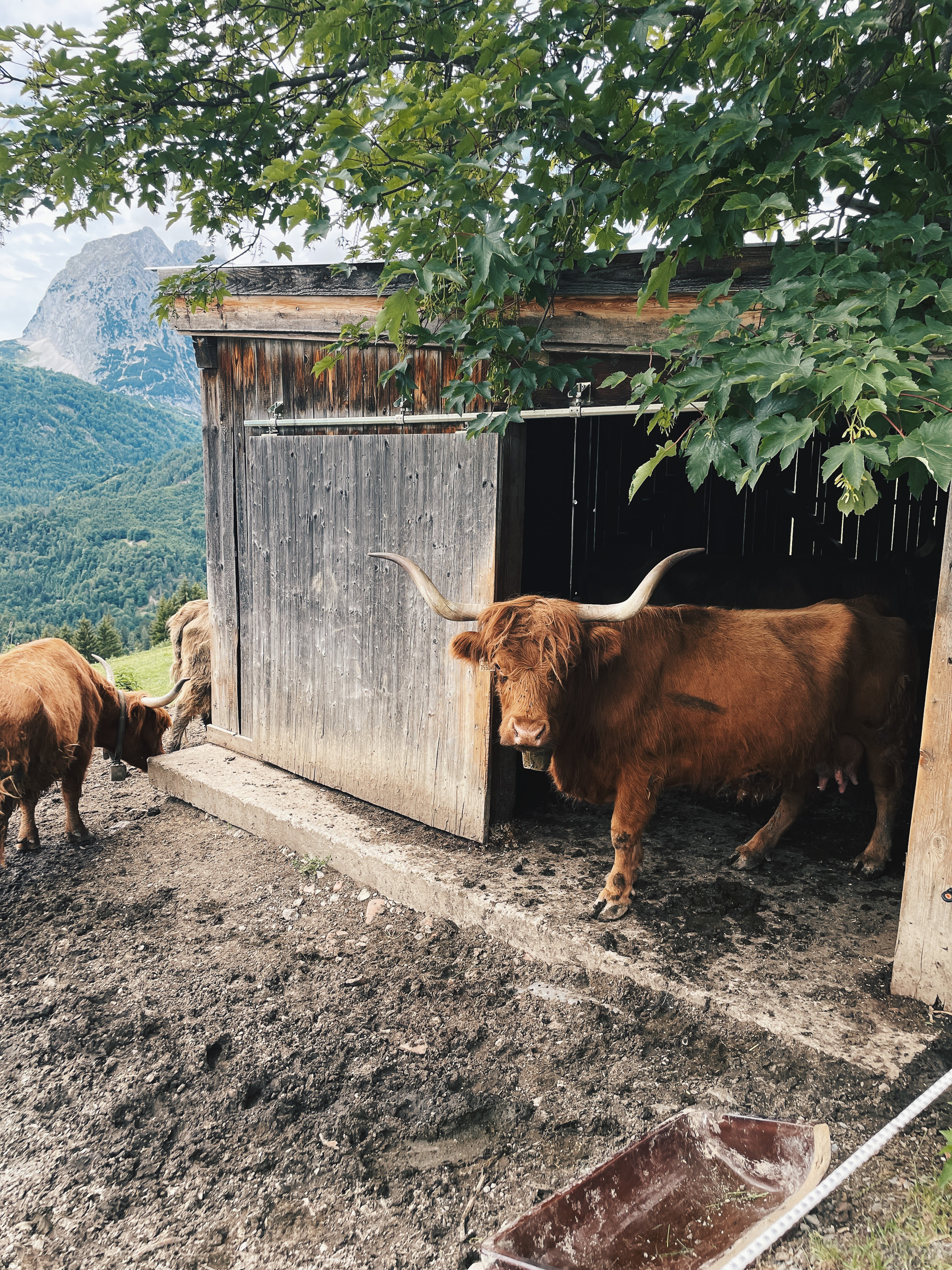 Rinder am Wanderweg zur Teufelsgasse in Tirol
